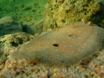 cieloestrellas reef8.jpg
